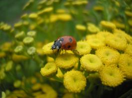 Biedronka - Ladybug