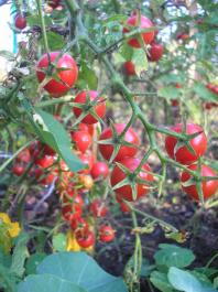 Pomidory czereśniowe - Cherry tomatoes