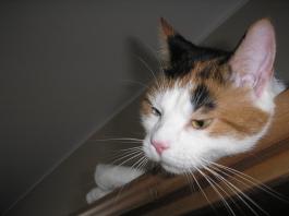 Nasz kot - Nina-Our cat - Nina
