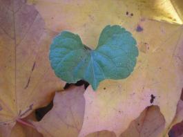 Liściaste serce - Leaf heart