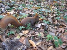 Wiewiórki w Łazienkach - Squirrels in Royal Baths Park