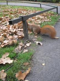 Wiewiórki w Łazienkach - Squirrels in Royal Baths Park