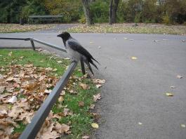 Wrona siwa w Łazienkach - Dun crow in Royal Baths Park