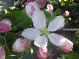 Kwiat jabłoni - Apple tree flower
