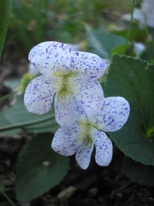 Viola sororia 'Freckless'
