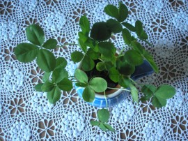 Czterolistne koniczyna - Four-leaf clover
