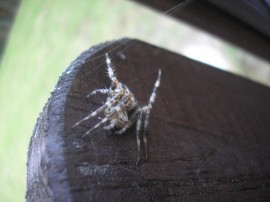 Pająk - Spider