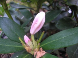 Różanecznik - Rhododendron