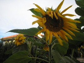 Słoneczniki - Sunflowers