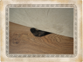 Kot pod kanapą - Cat under the sofa