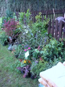 W ogrodzie - In the garden